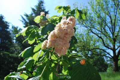 Aesculus hippocastanum 'Baumannii' - jírovec koňský 'Baumannii' (3)